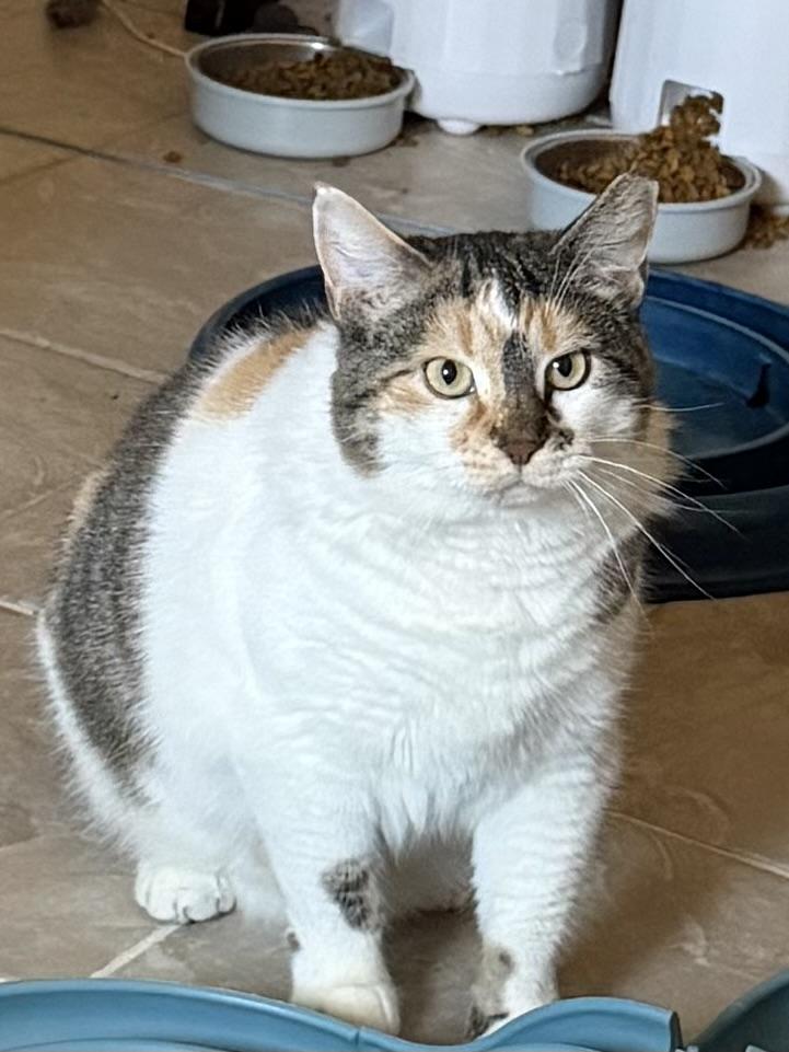 Hazel, Adoptable, Adult Female Domestic Medium Hair.