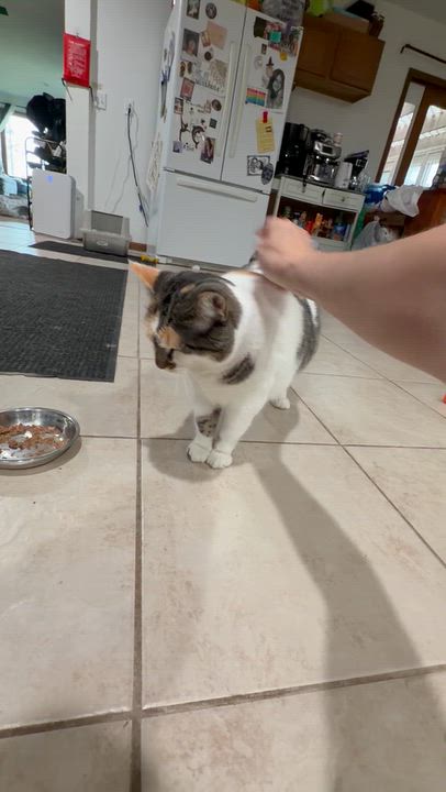 Enlarge Hazel, a Adoptable Domestic Medium Hair in GALESVILLE, WI video 5/6