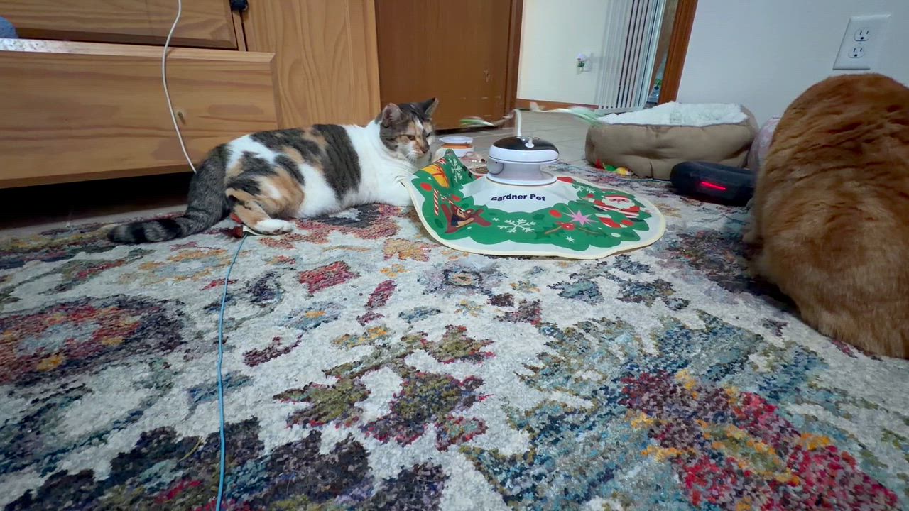 Enlarge Hazel, a Adoptable Domestic Medium Hair in GALESVILLE, WI video 4/6