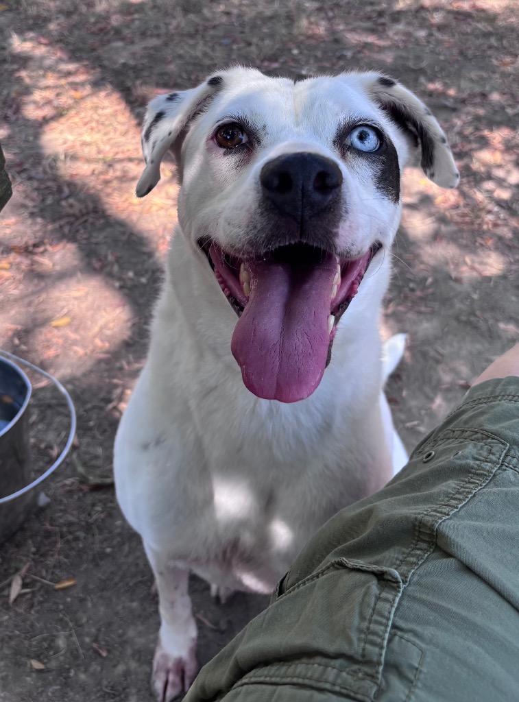 Lady Luna, Adoptable, Adult Female Labrador Retriever.