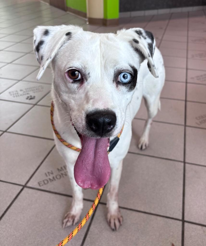 Enlarge Lady Luna, a Adoptable mixed breed in Little Rock, AR image 2/6