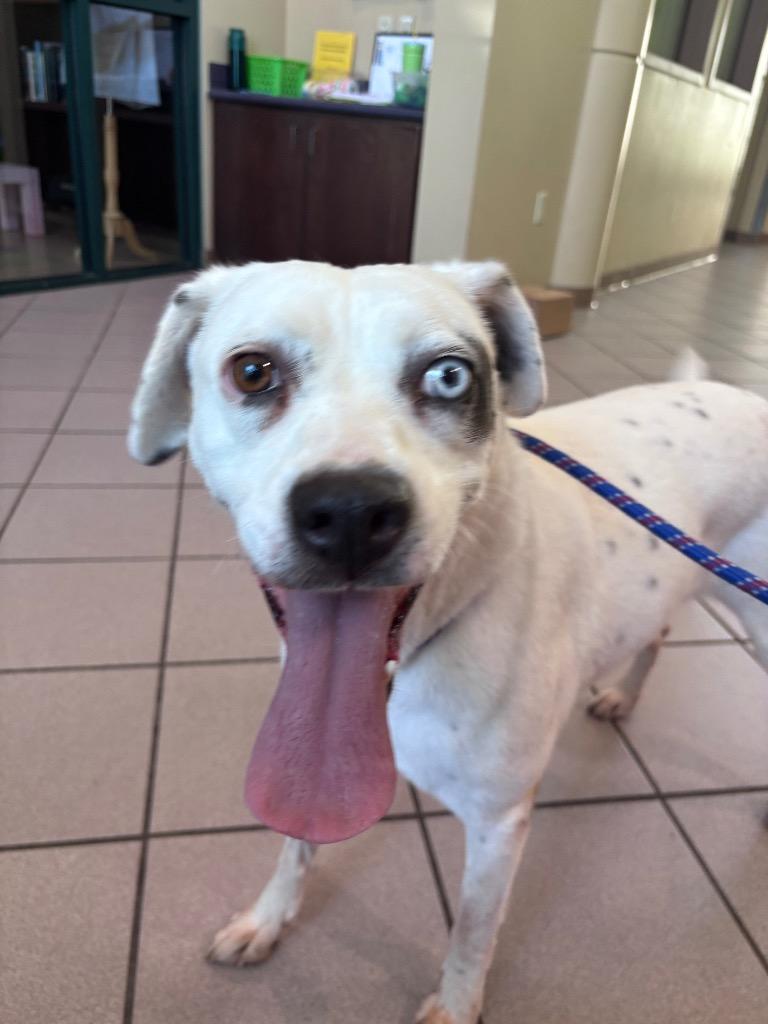Enlarge Lady Luna, a Adoptable mixed breed in Little Rock, AR image 3/6