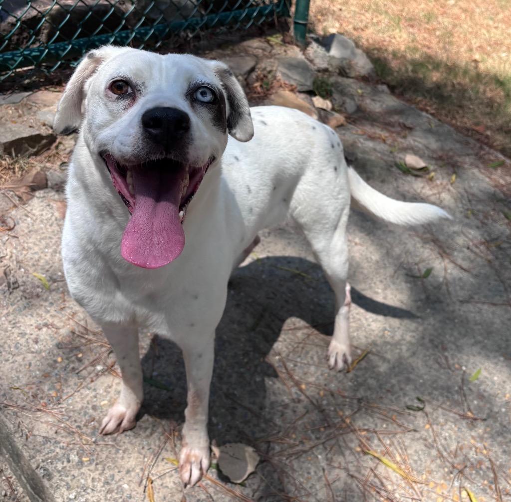 Enlarge Lady Luna, a Adoptable mixed breed in Little Rock, AR image 4/6