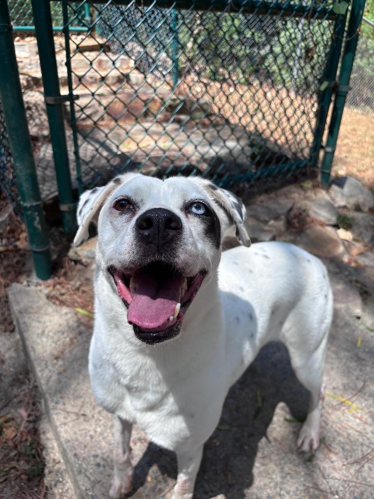 Enlarge Lady Luna, a Adoptable mixed breed in Little Rock, AR image 5/6