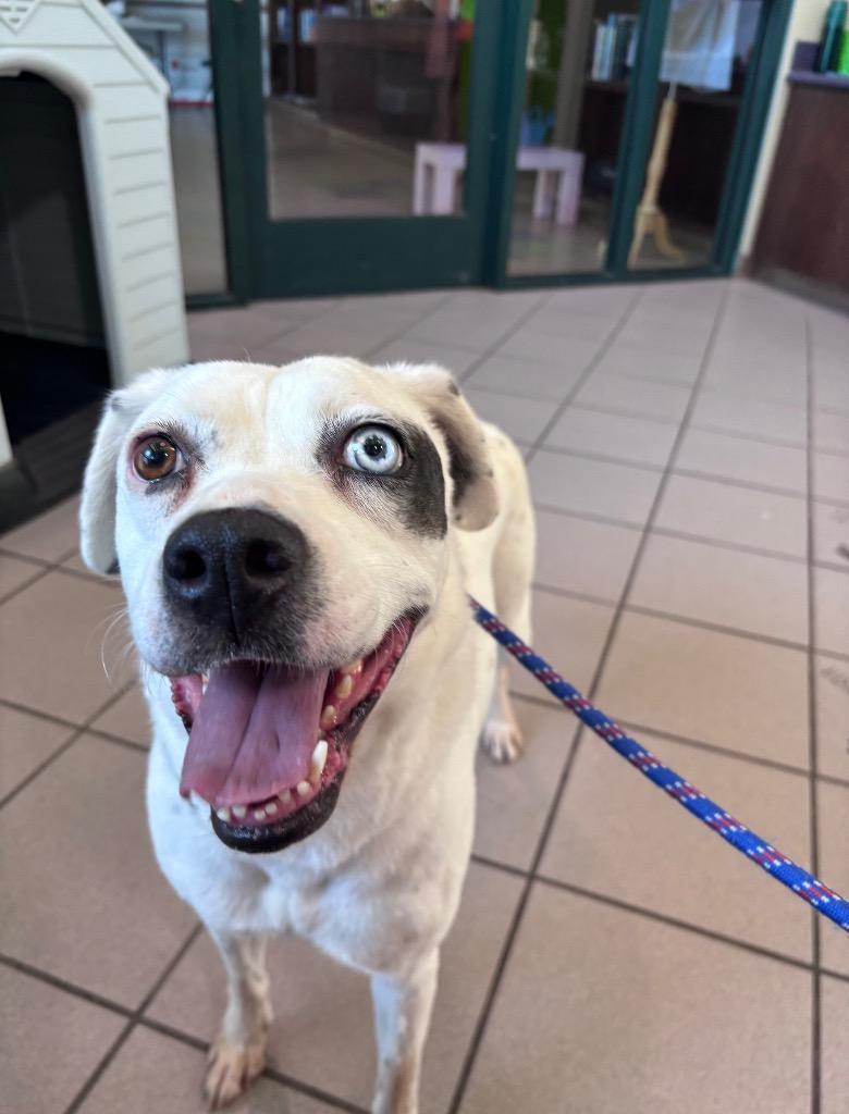Enlarge Lady Luna, a Adoptable mixed breed in Little Rock, AR image 6/6