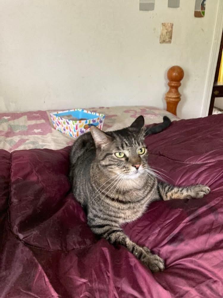 AFF Furever Fosters Milo, Ms Kitty, Copper & Franklin, ADOPTABLE, Adult Male American Shorthair.