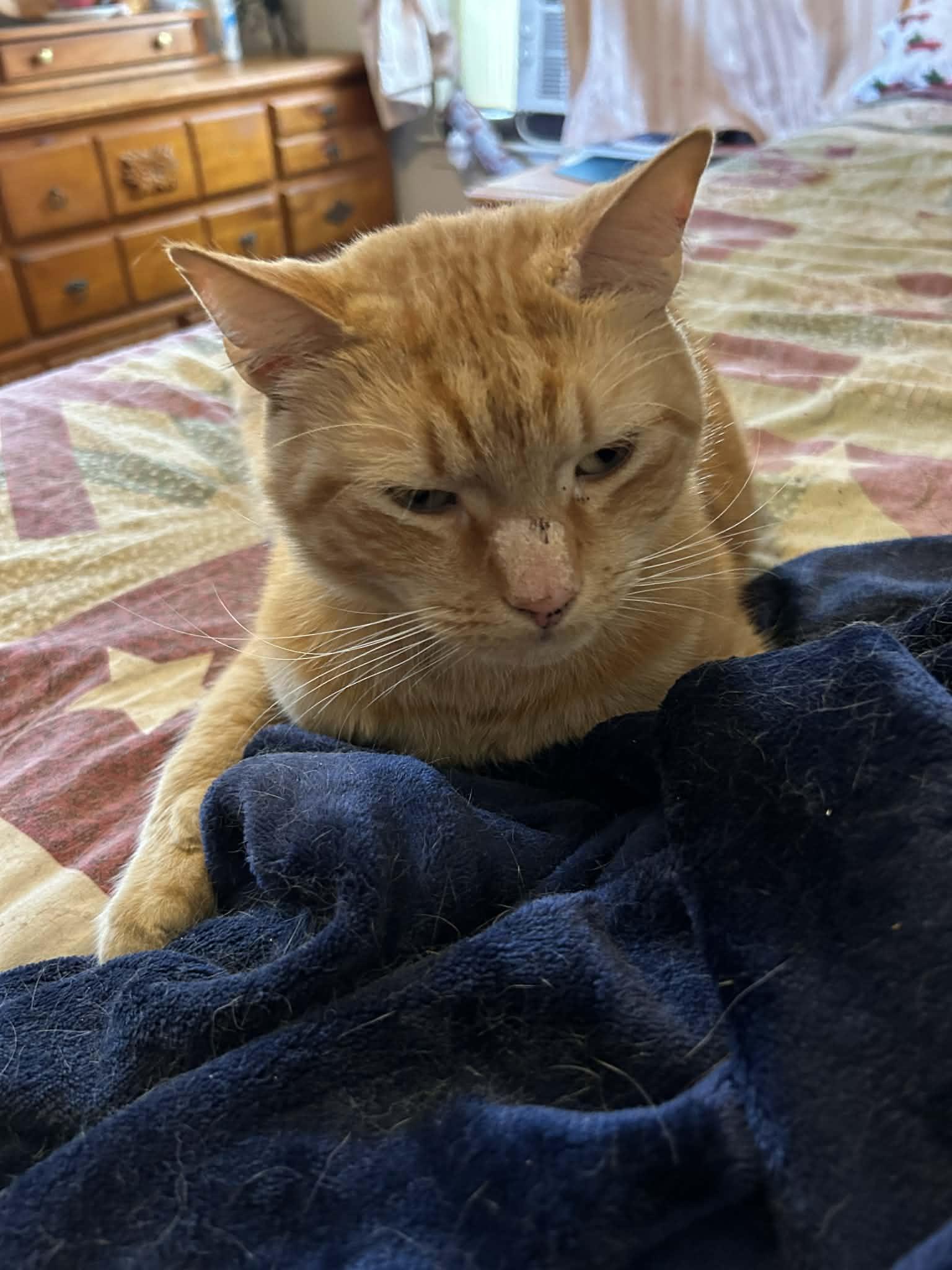 AFF Furever Fosters Milo, Ms Kitty, Copper & Franklin, a ADOPTABLE American Shorthair in Warminster, PA image 3/3