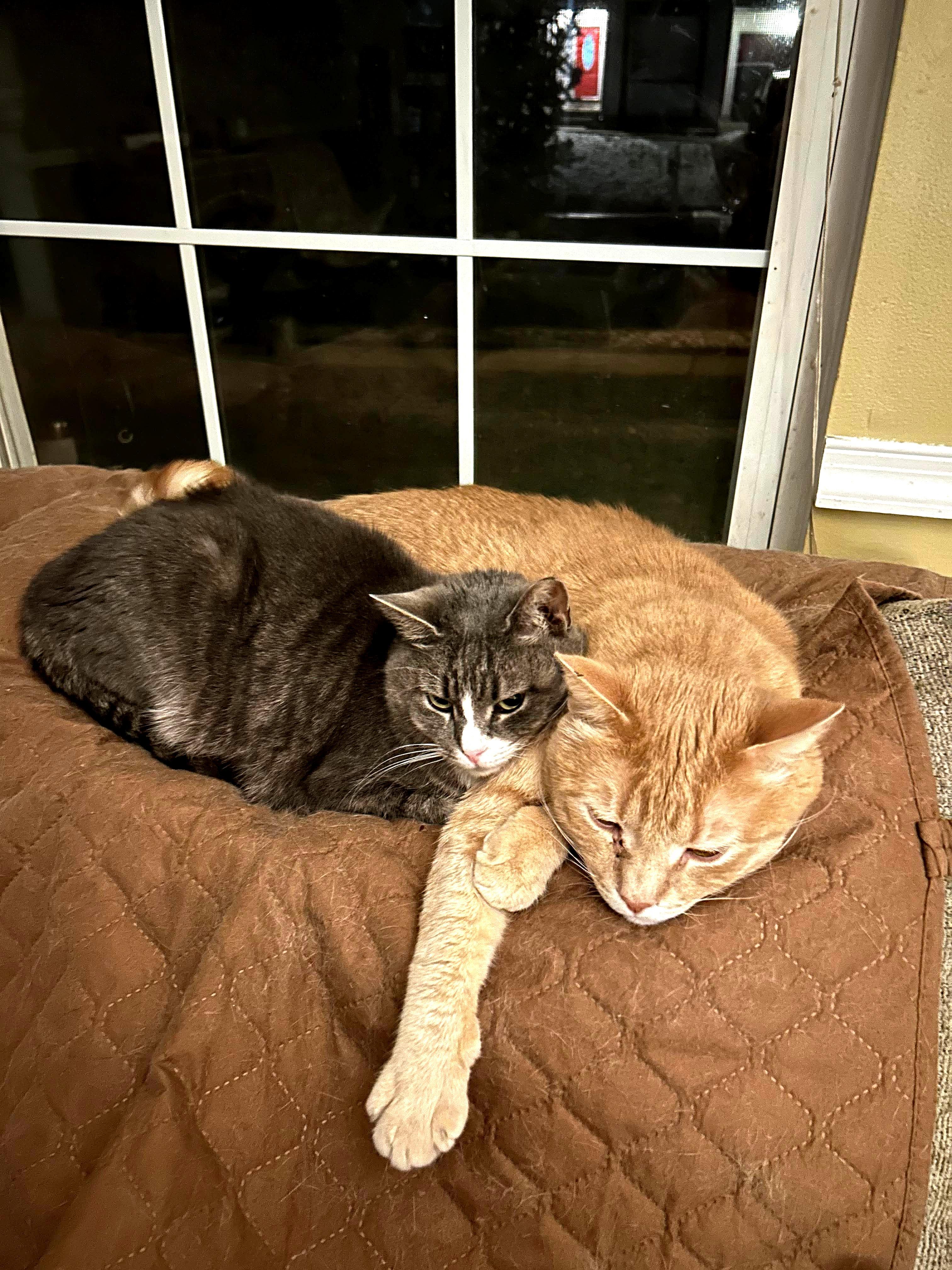 AFF Furever Fosters Milo, Ms Kitty, Copper & Franklin, a ADOPTABLE American Shorthair in Warminster, PA image 2/3