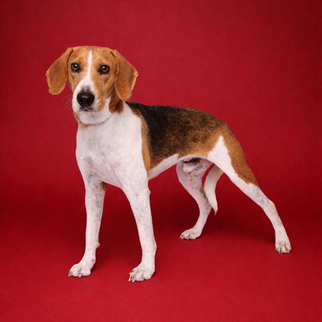 Enlarge Oakley, a Adoptable mixed breed in Winnabow, NC image 1/5