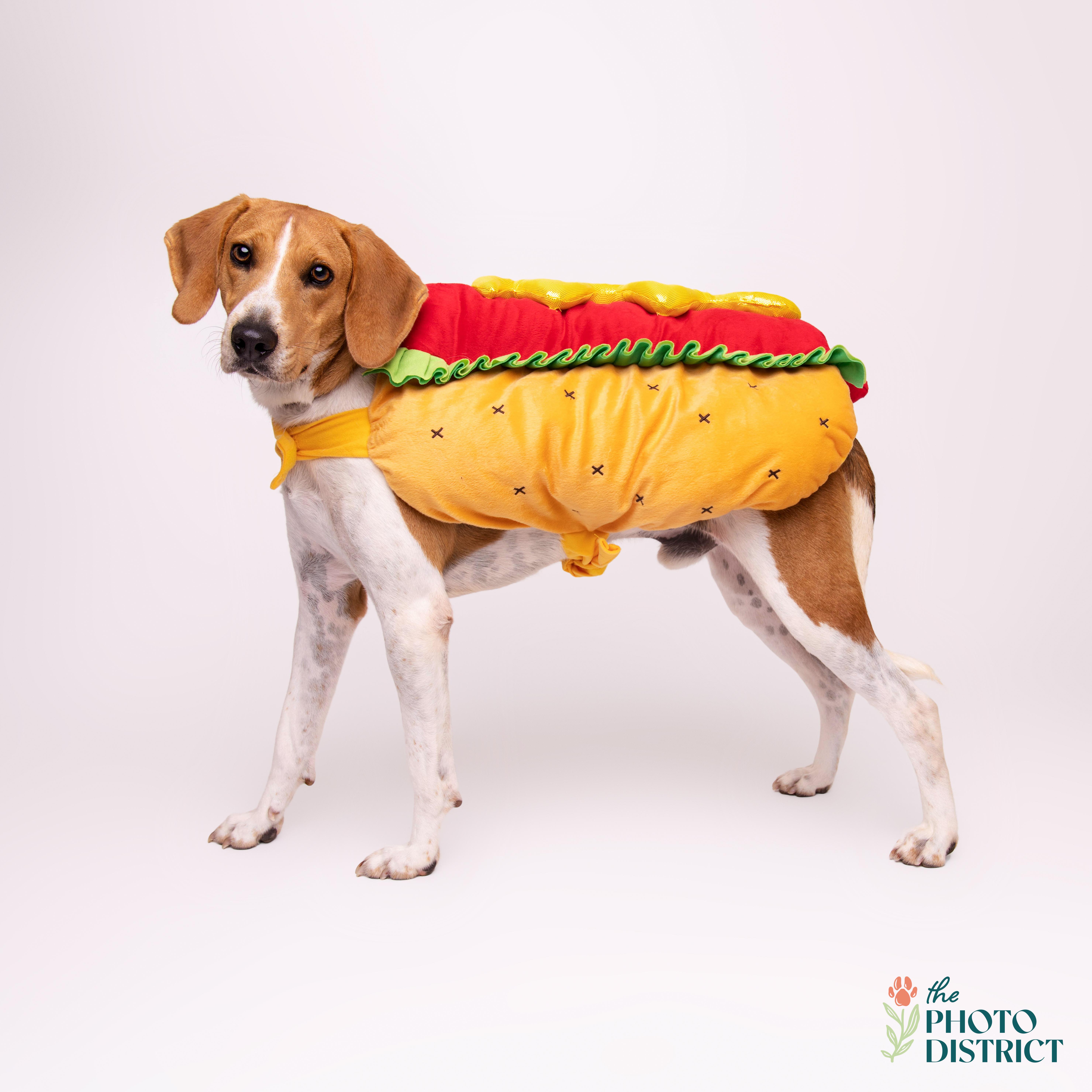 Oakley, Adoptable, Young Male Hound.