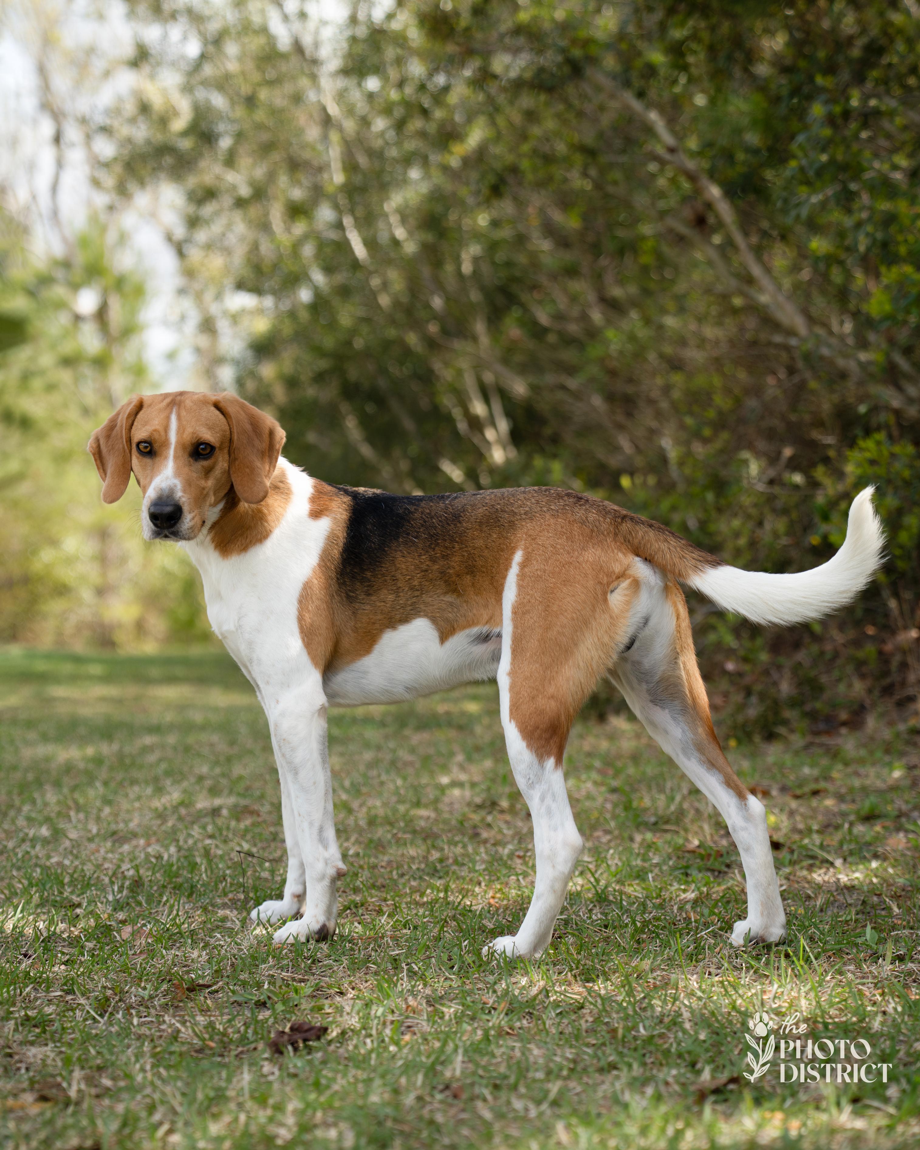 Enlarge Oakley, a Adoptable mixed breed in Winnabow, NC image 3/6