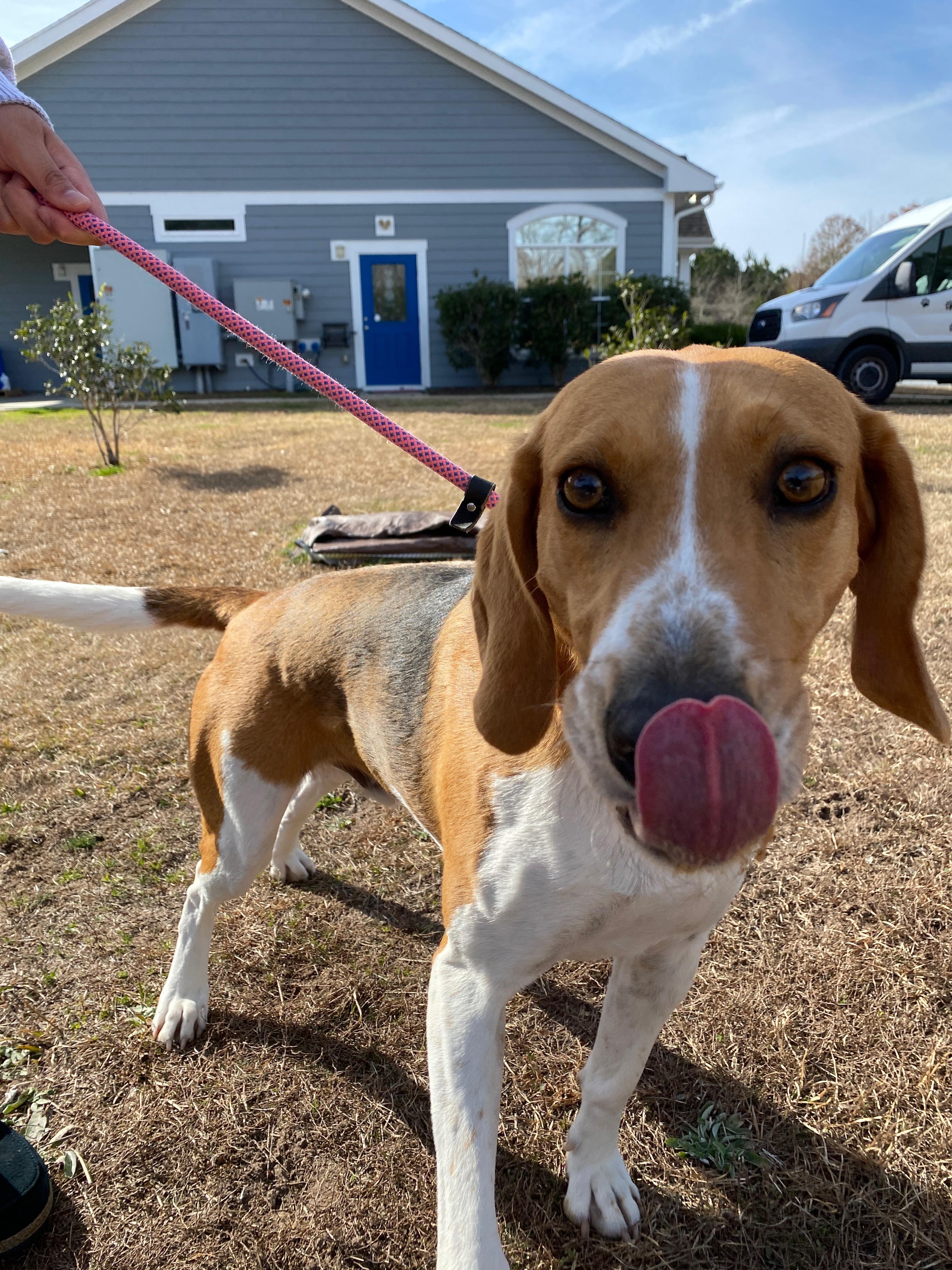 Oakley, a Adoptable mixed breed in Winnabow, NC image 2/6