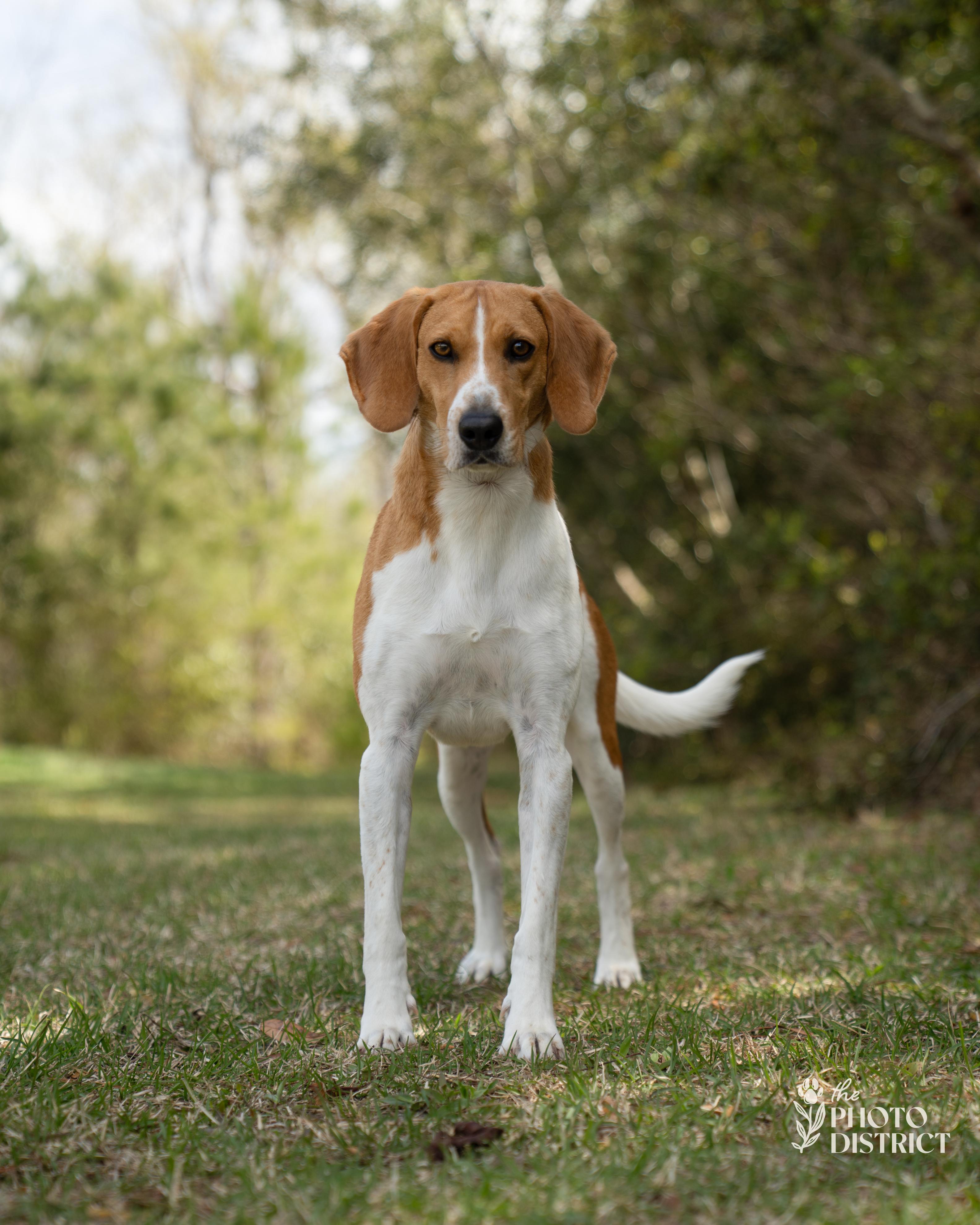 Enlarge Oakley, a Adoptable mixed breed in Winnabow, NC image 4/6