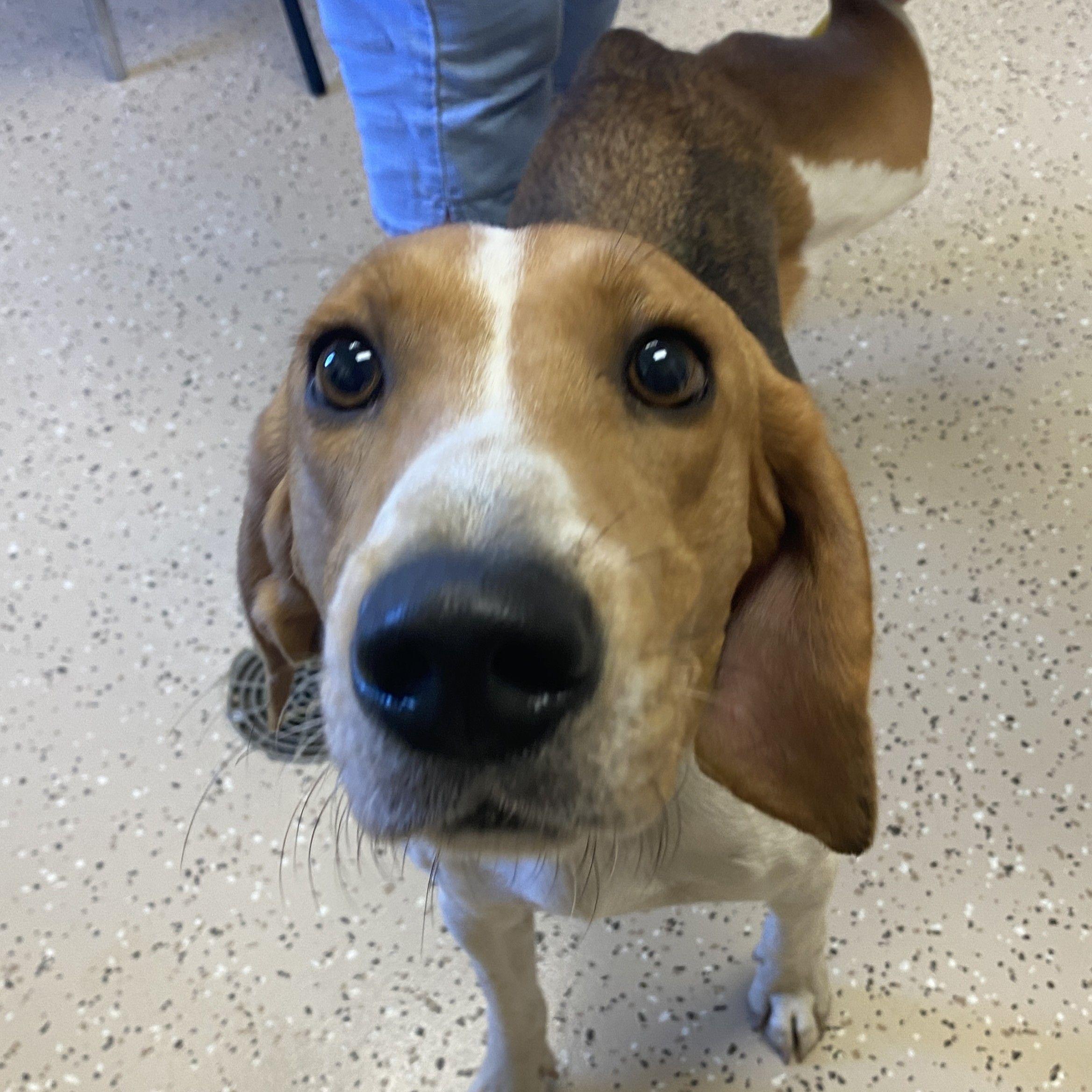 Enlarge Oakley, a Adoptable mixed breed in Winnabow, NC image 2/3