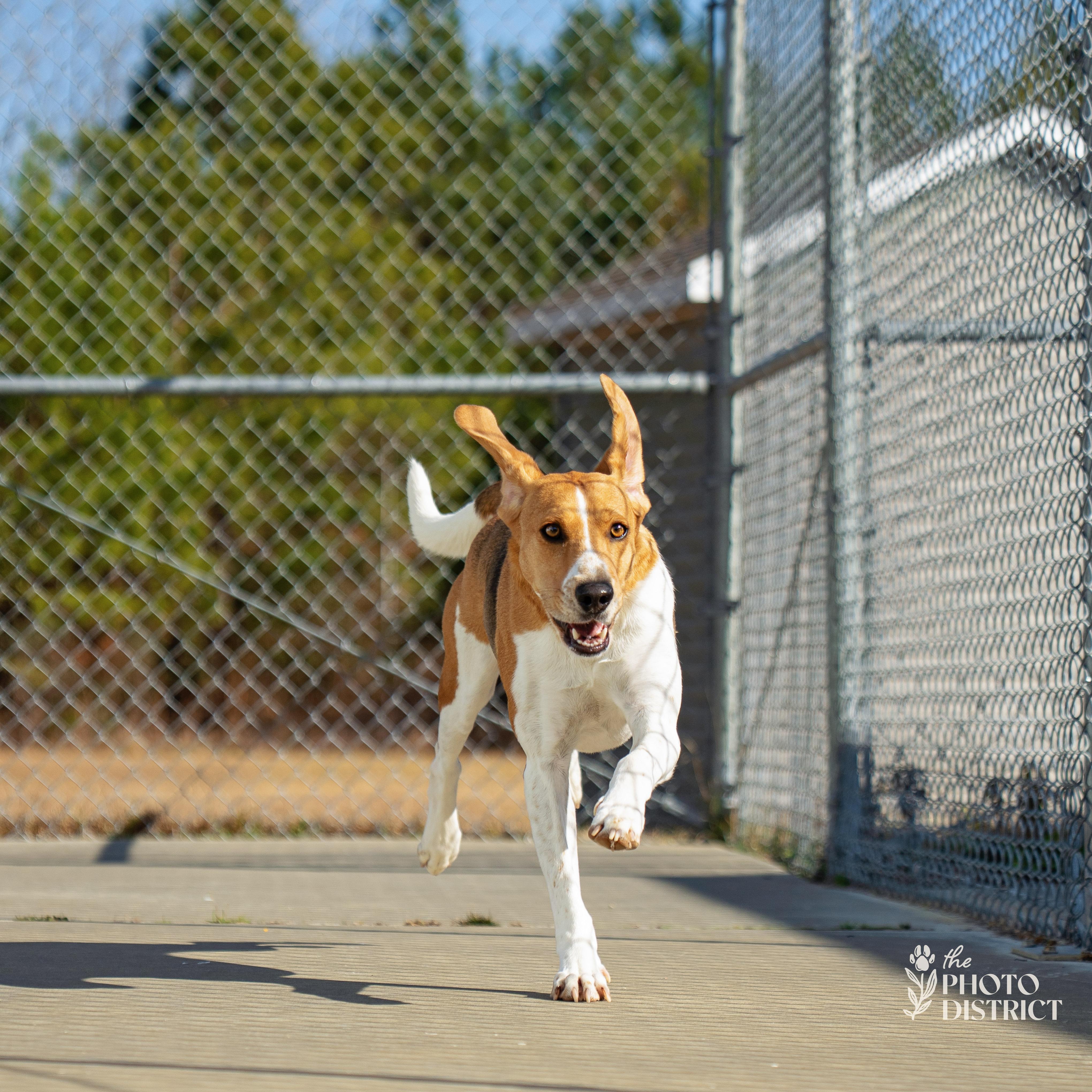 Enlarge Oakley, a Adoptable mixed breed in Winnabow, NC image 4/5