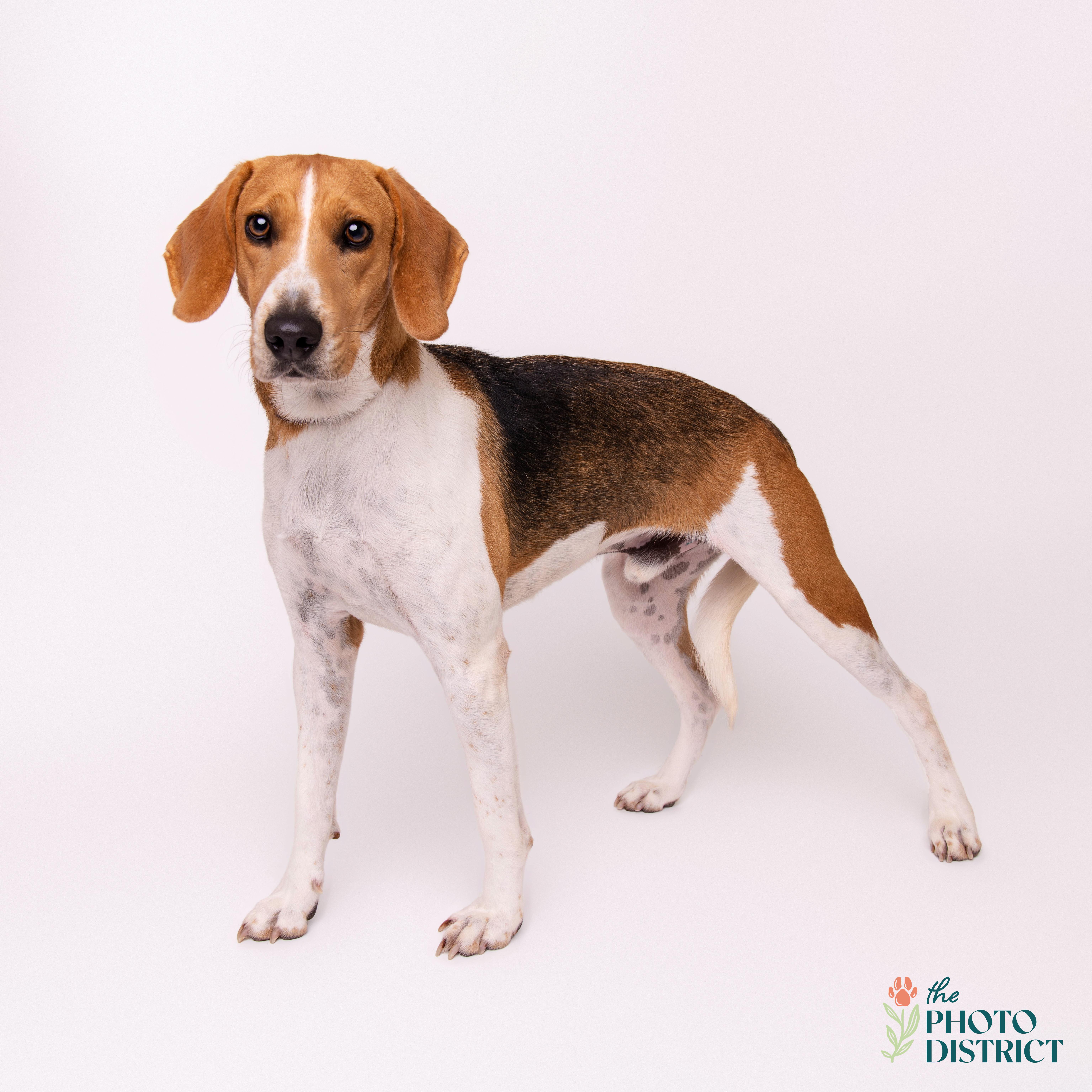 Enlarge Oakley, a Adoptable mixed breed in Winnabow, NC image 3/3