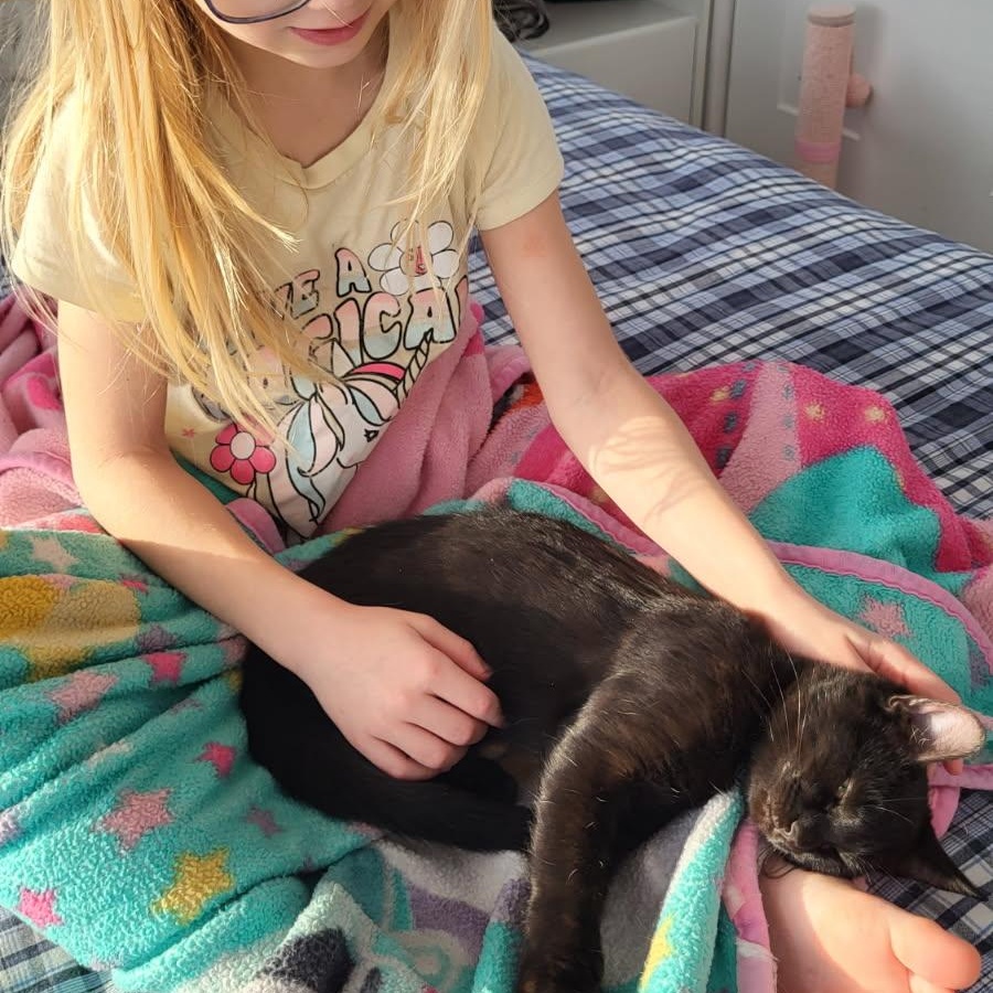 Enlarge Tulipe, a ADOPTABLE Domestic Short Hair in Saint-Jacques, QC image 4/6