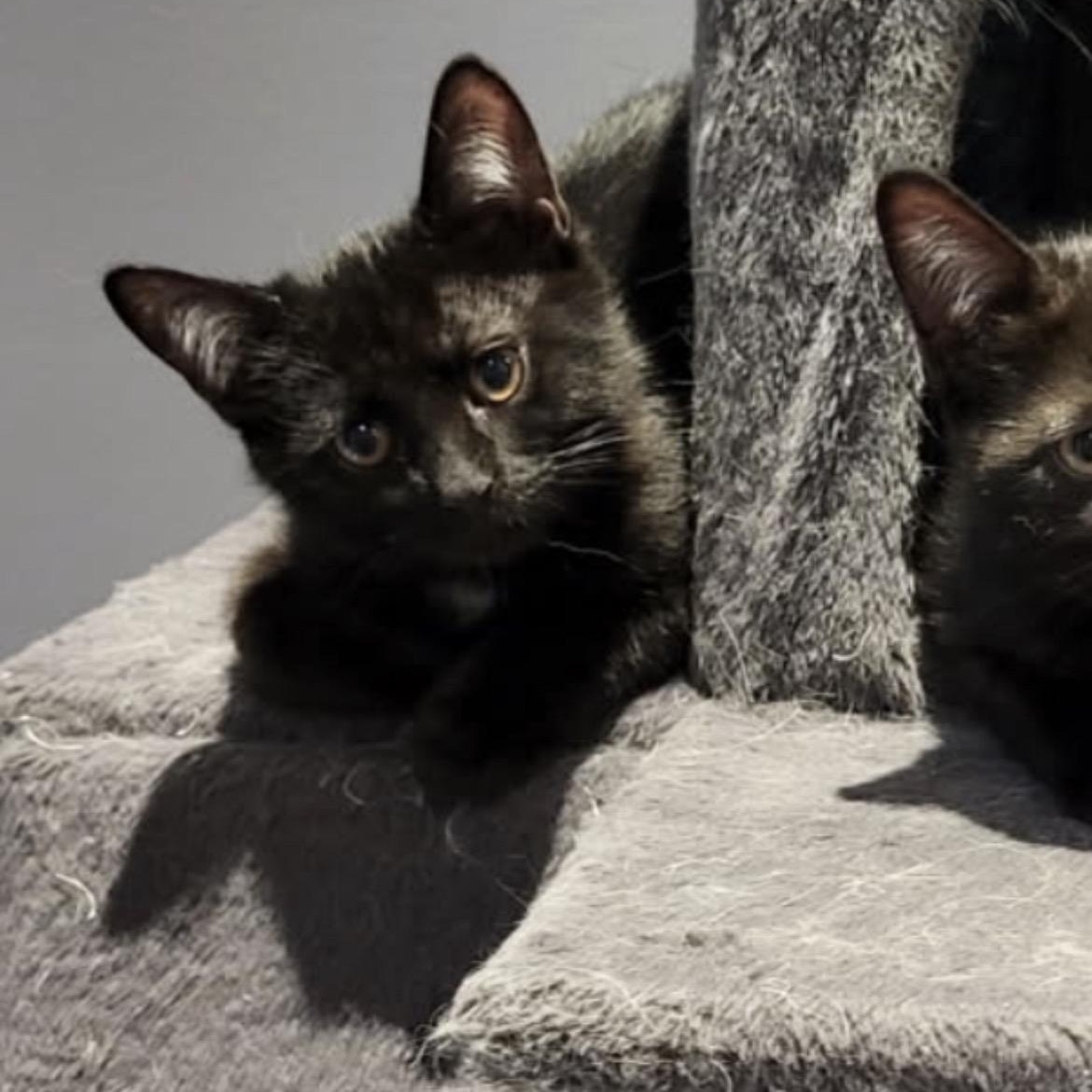 Tulipe, ADOPTABLE, Kitten Female Domestic Short Hair.