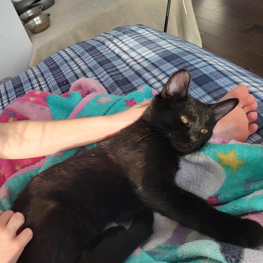 Enlarge Tulipe, a ADOPTABLE Domestic Short Hair in Saint-Jacques, QC image 5/6