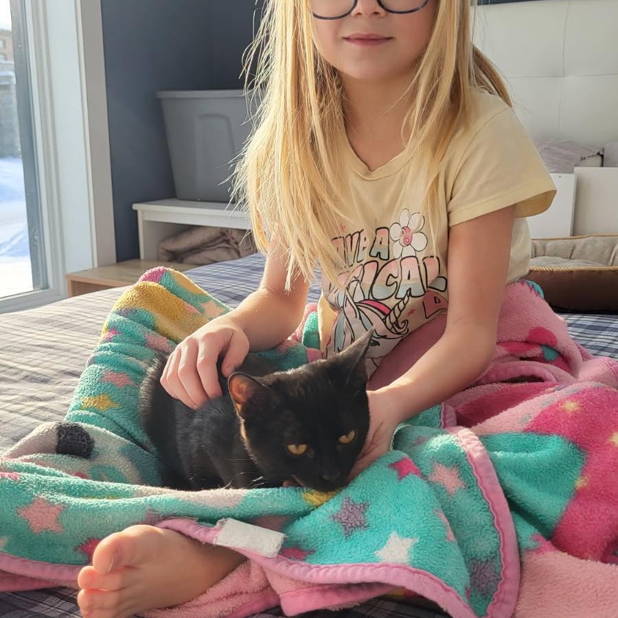 Enlarge Tulipe, a ADOPTABLE Domestic Short Hair in Saint-Jacques, QC image 3/6