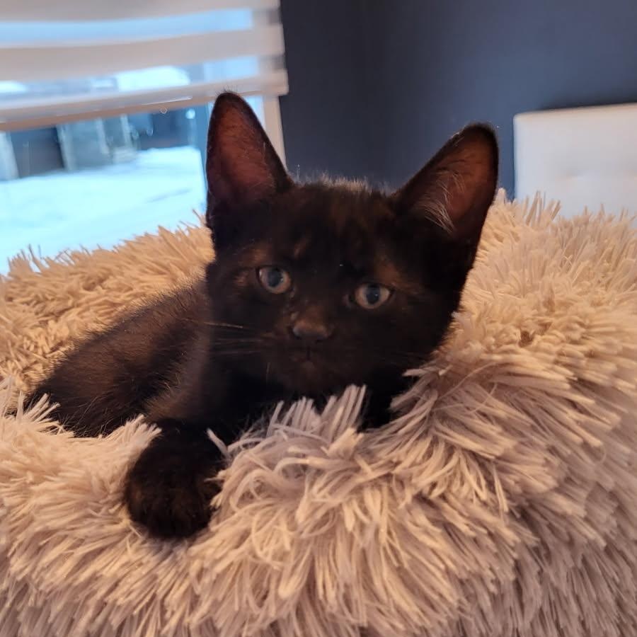 Enlarge Papillon, a ADOPTABLE Domestic Short Hair in Saint-Jacques, QC image 2/2