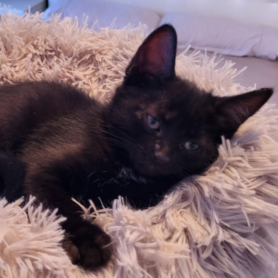 Papillon, ADOPTABLE, Kitten Male Domestic Short Hair.