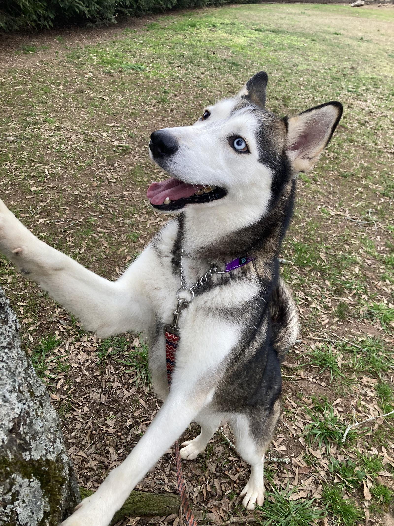 Enlarge Loki, a Adoptable Siberian Husky in Cumming, GA image 1/3