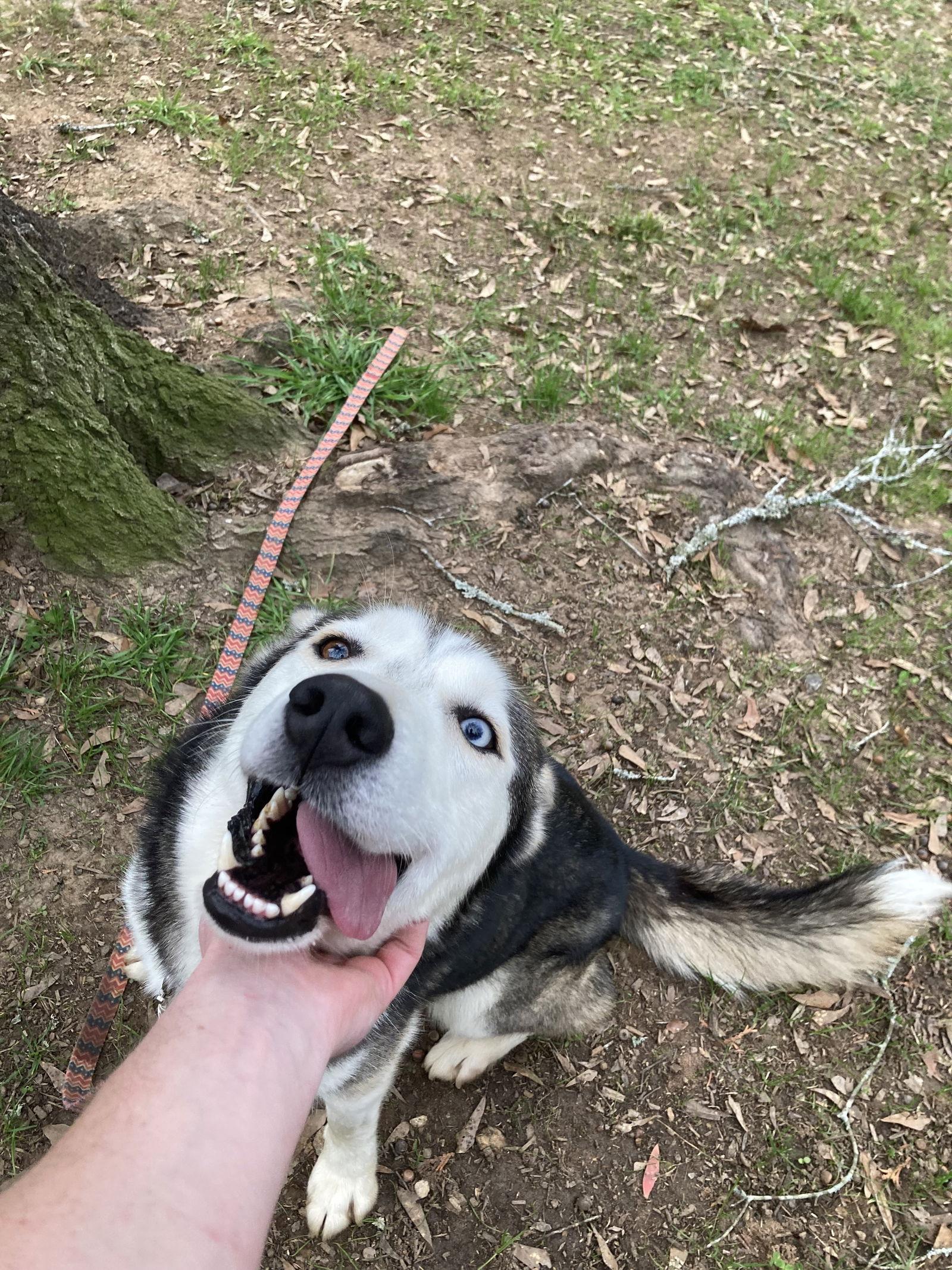Enlarge Loki, a Adoptable Siberian Husky in Cumming, GA image 2/3