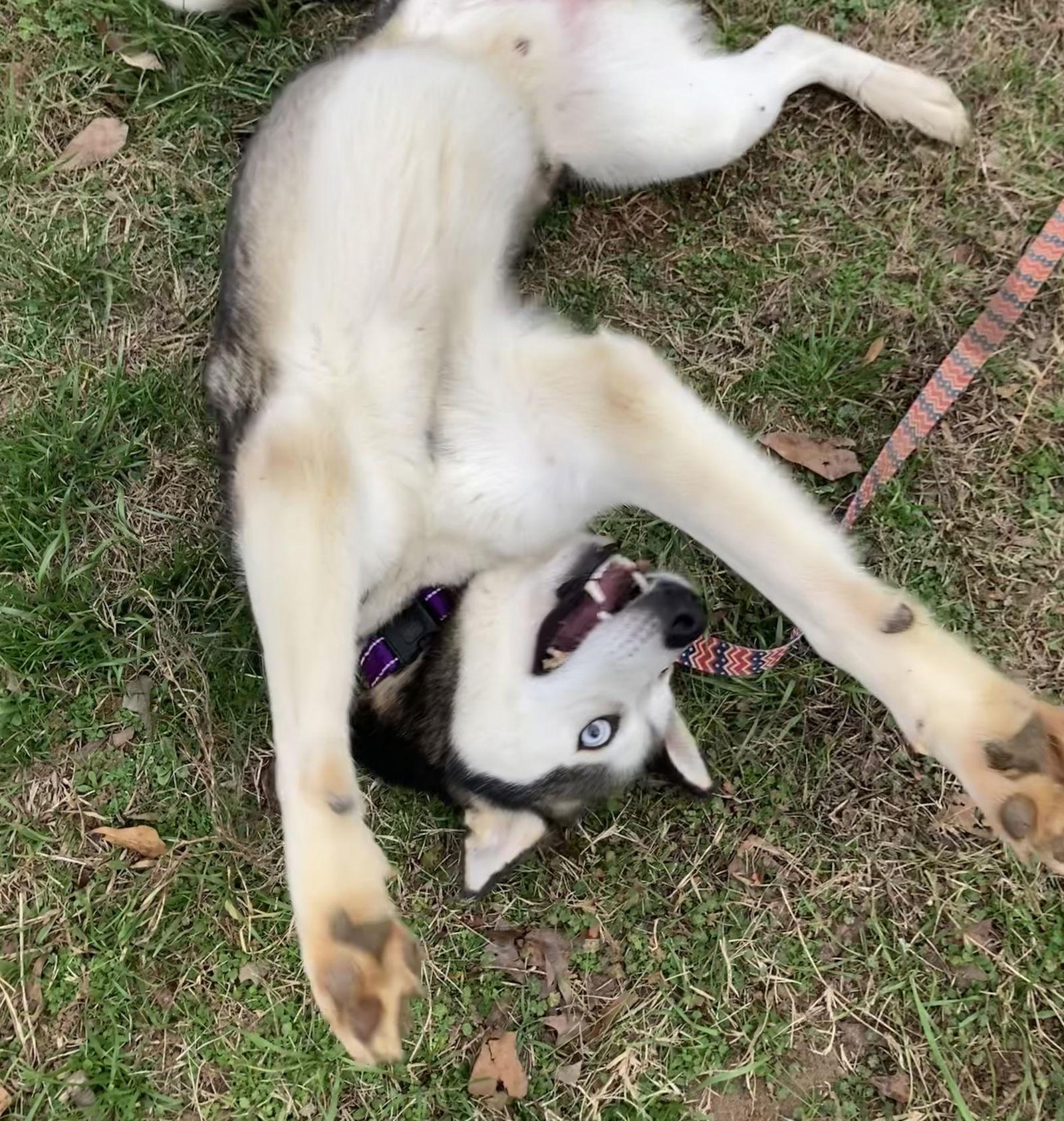 Enlarge Loki, a Adoptable Siberian Husky in Cumming, GA image 3/3