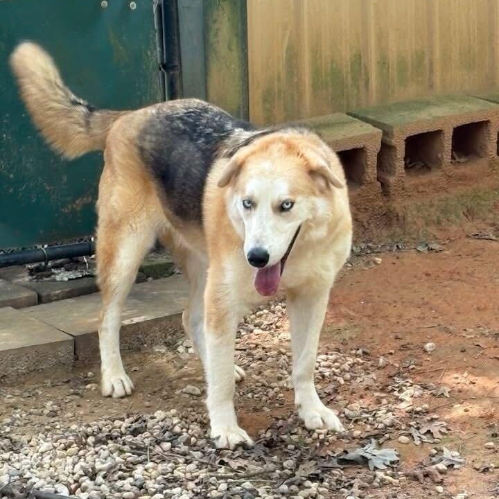 Loki, Adoptable, Adult Male Husky & German Shepherd Dog.