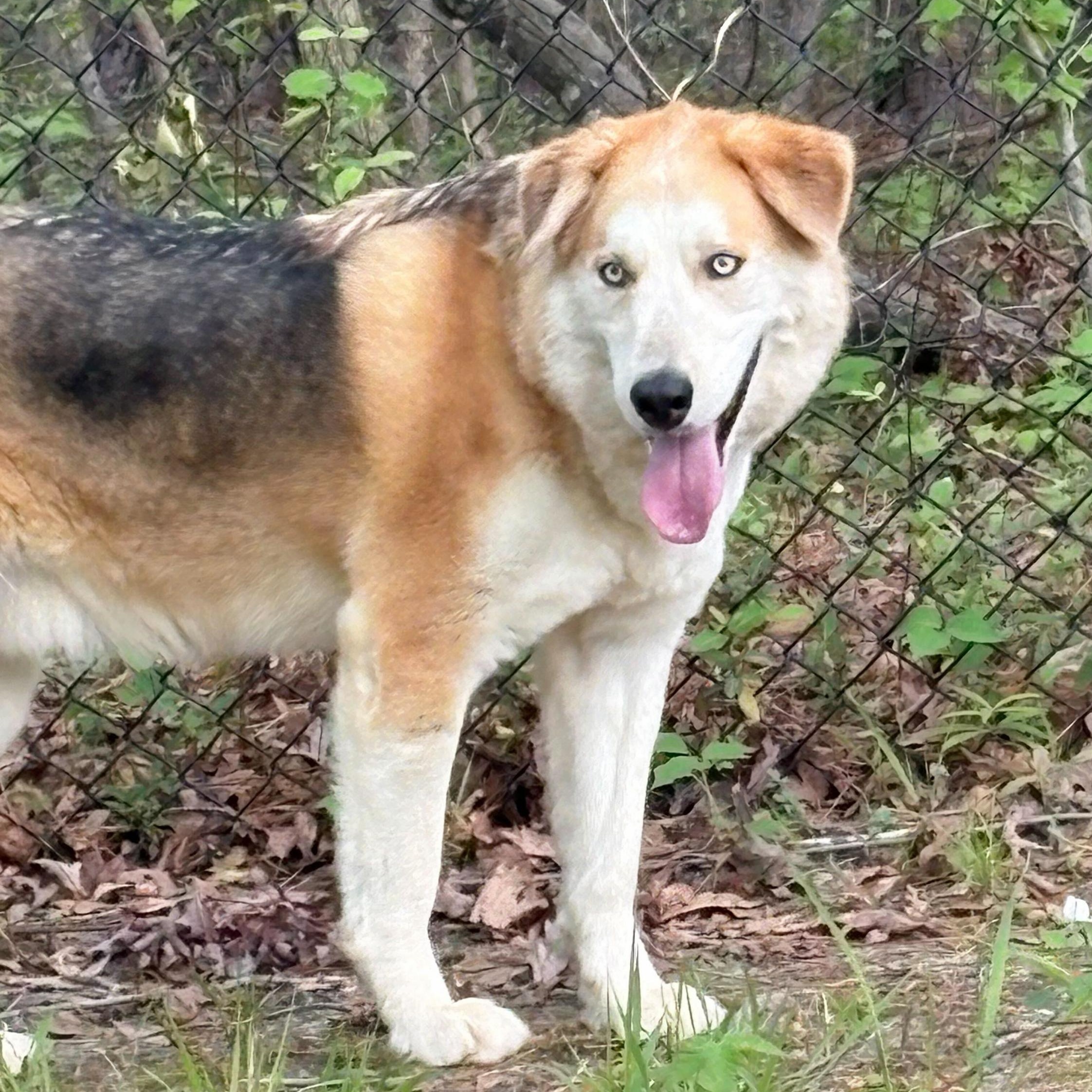 Loki, Adoptable, Adult Male Husky & German Shepherd Dog.