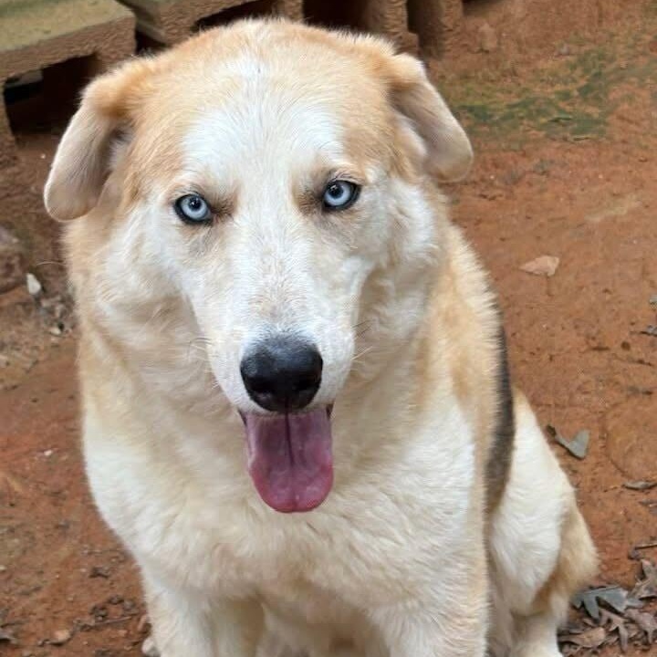 Enlarge Loki, a Adoptable mixed breed in Anderson , SC image 2/3