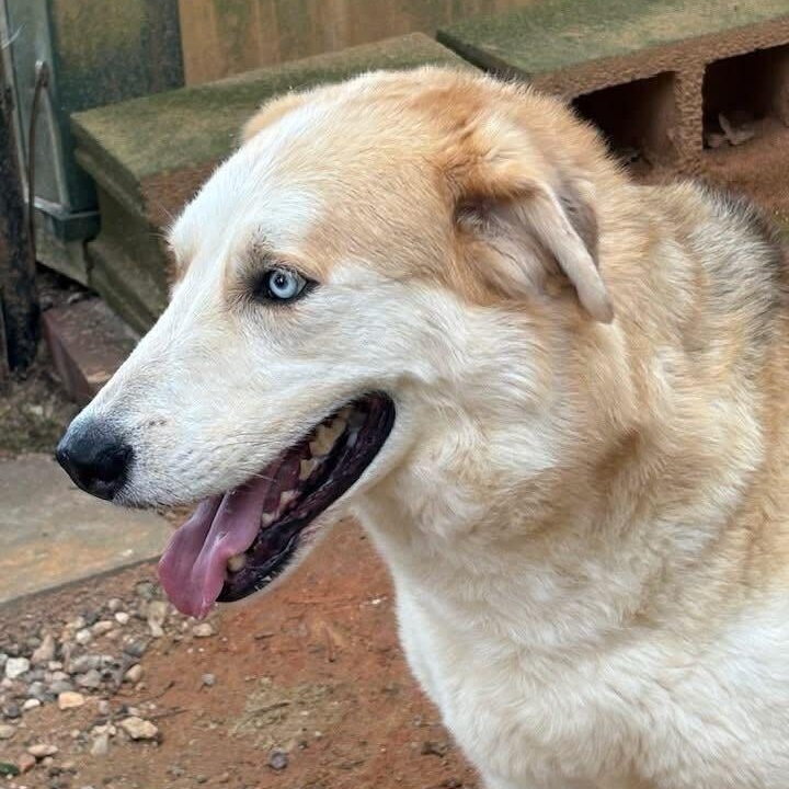 Enlarge Loki, a Adoptable mixed breed in Anderson , SC image 3/3