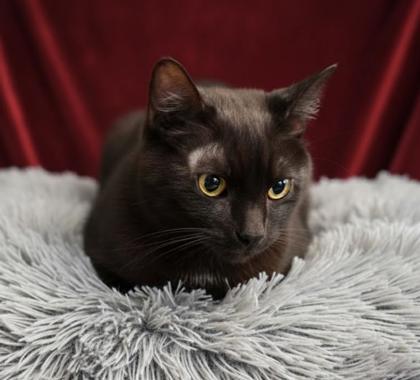 Chip~(Bonded with Kuro), a Adoptable Domestic Short Hair in Bowling Green, KY image 2/2