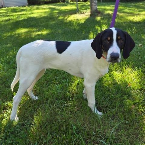 Enlarge Monkey(The Howlers), a Adoptable mixed breed in Lenoir, NC image 1/6