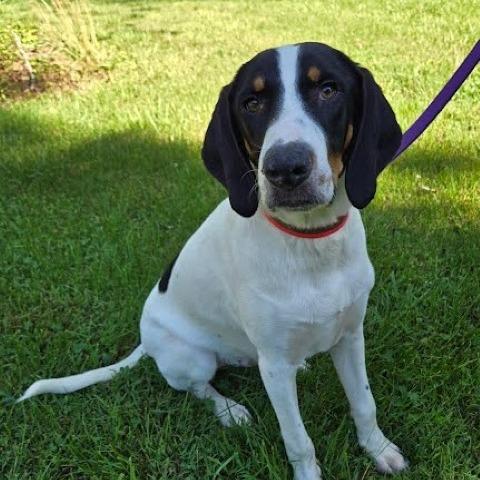 Enlarge Monkey(The Howlers), a Adoptable mixed breed in Lenoir, NC image 2/6