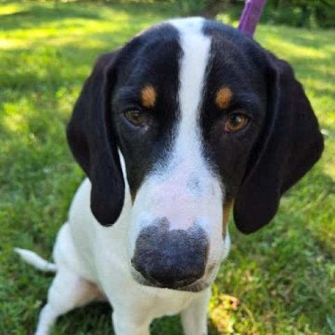 Enlarge Monkey(The Howlers), a Adoptable mixed breed in Lenoir, NC image 3/6