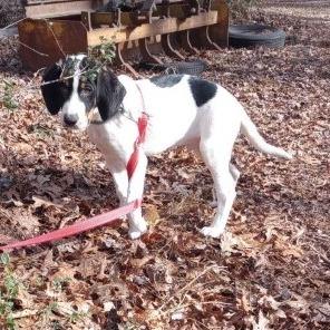 Monkey(The Howlers), Adoptable, Puppy Male Treeing Walker Coonhound & Bluetick Coonhound.