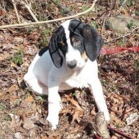 Monkey(The Howlers), a Adoptable mixed breed in Lenoir, NC image 2/5
