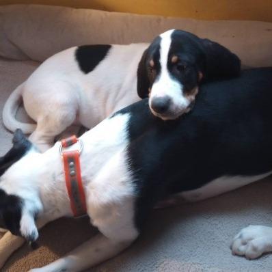 Monkey(The Howlers), a Adoptable mixed breed in Lenoir, NC image 3/5