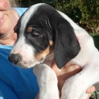 Enlarge Monkey(The Howlers), a Adoptable mixed breed in Lenoir, NC image 1/1