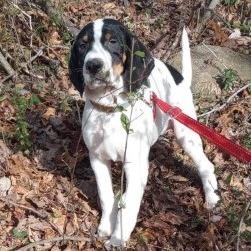 Monkey(The Howlers), a Adoptable mixed breed in Lenoir, NC image 5/5