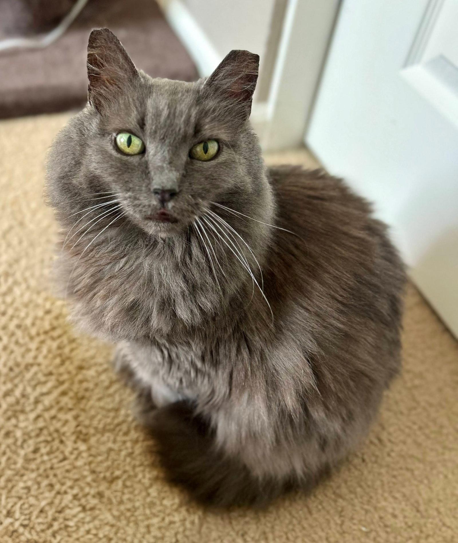 Enlarge Apple, a Adoptable mixed breed in Woodland, CA image 1/3