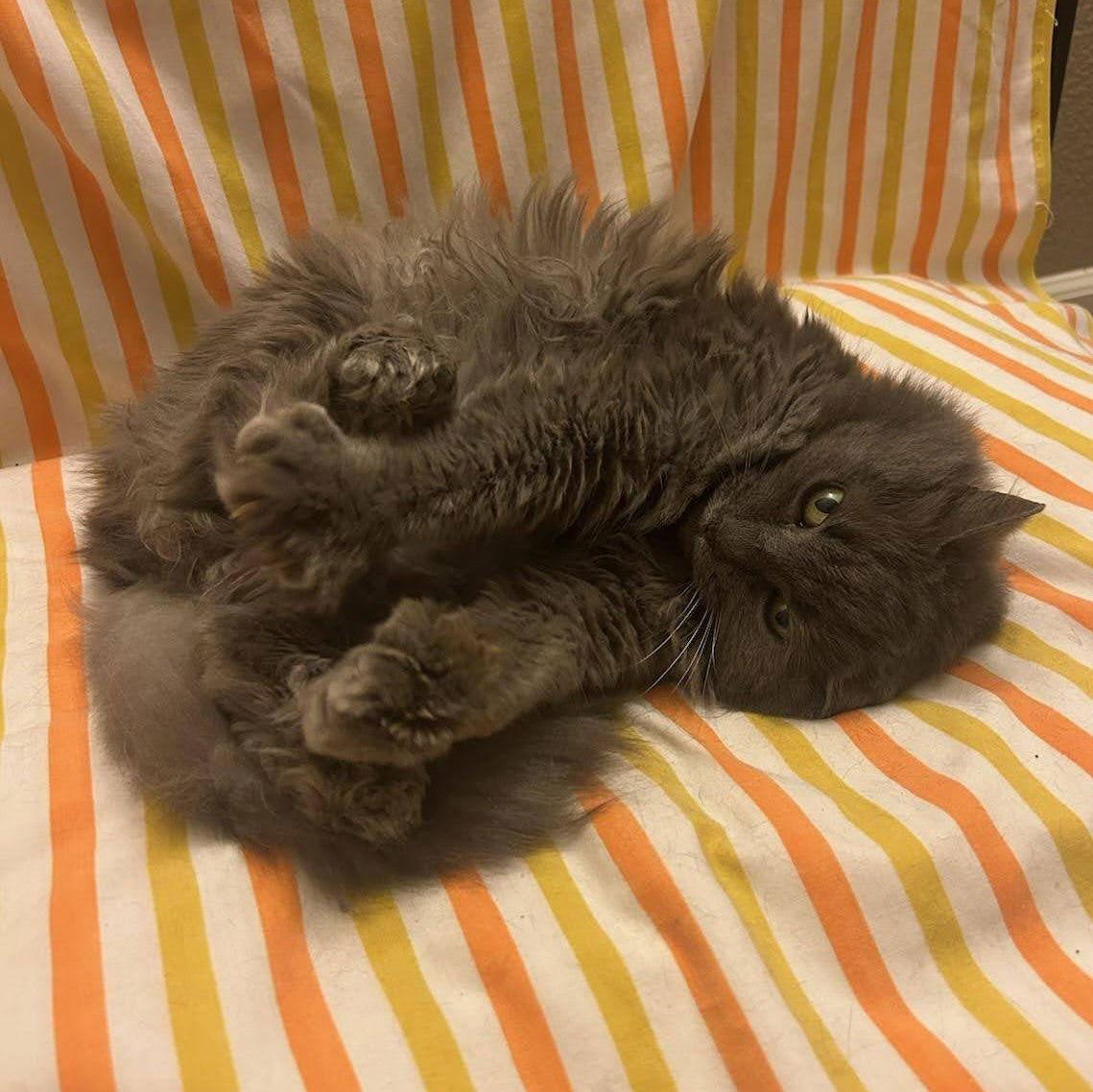 Enlarge Apple, a Adoptable mixed breed in Woodland, CA image 2/3