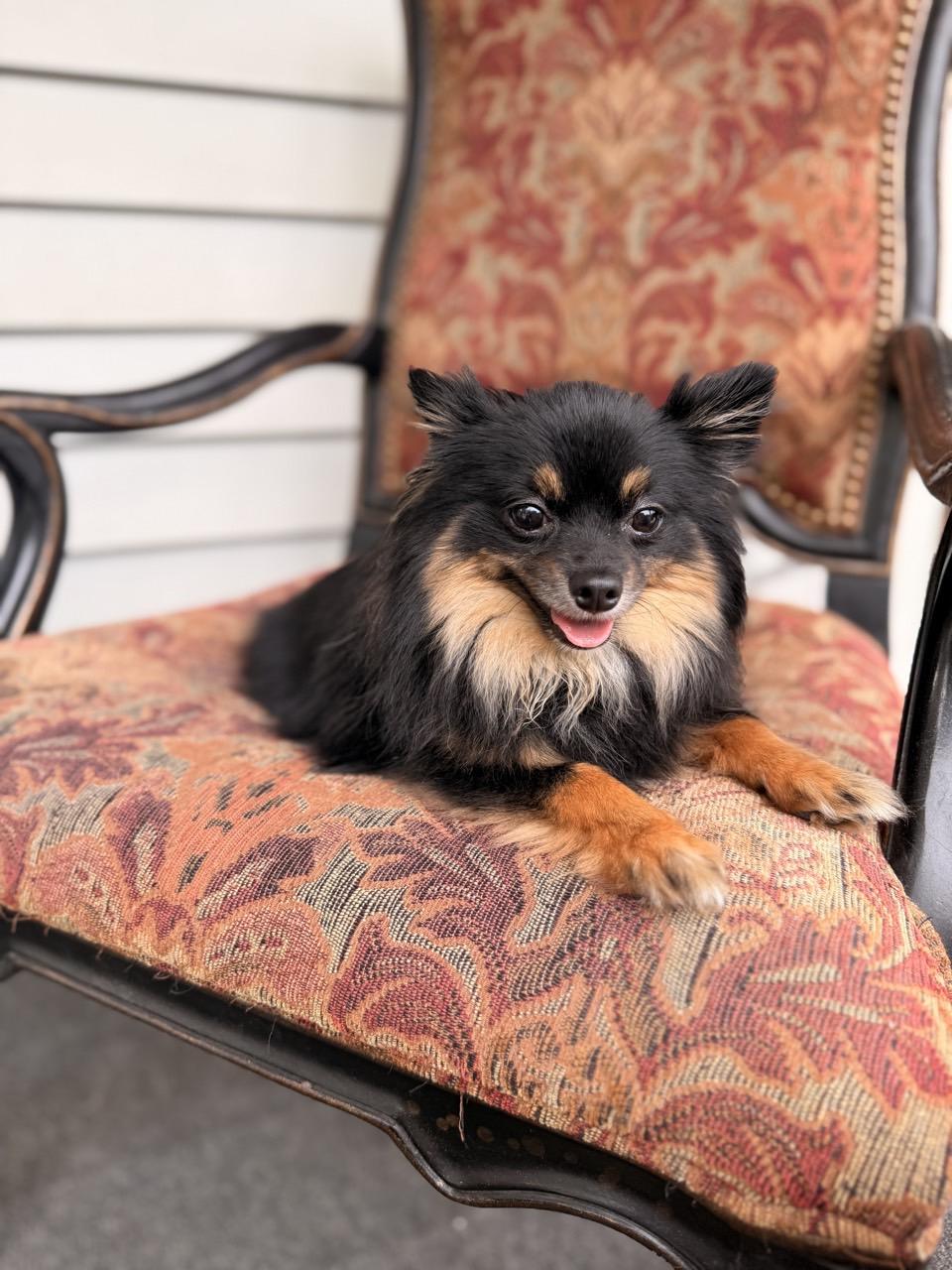 Elvis, an adopted Pomeranian in Mansfield, TX image 3/3