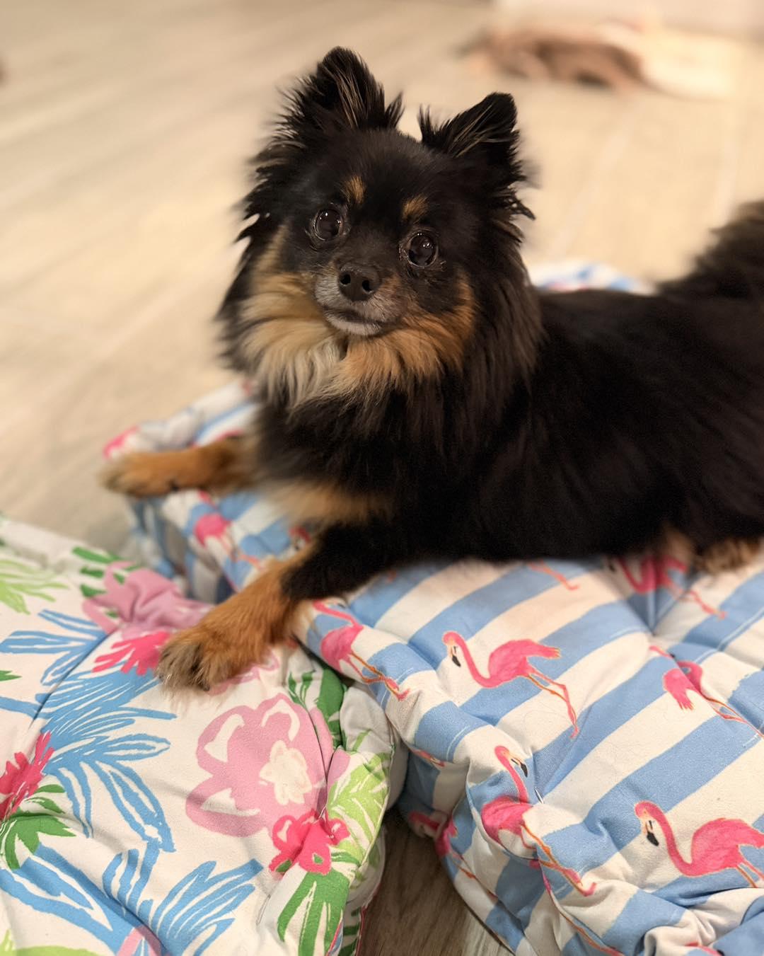 Elvis, an adopted Pomeranian in Mansfield, TX image 2/3