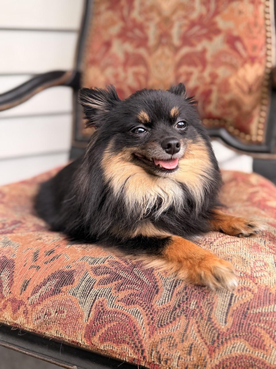 Elvis, adopted, Adult Male Pomeranian.