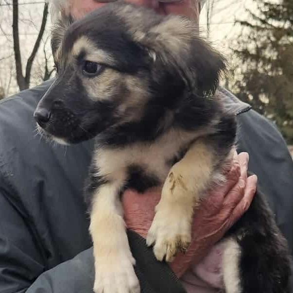 Saint Laurent — thumbnail 4