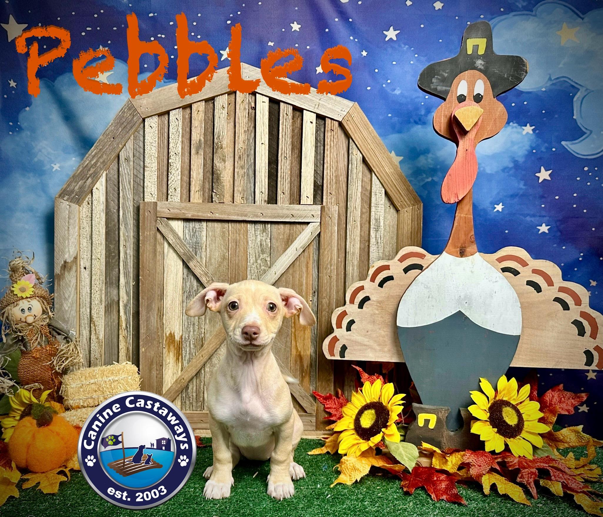 Pebbles photo 3
