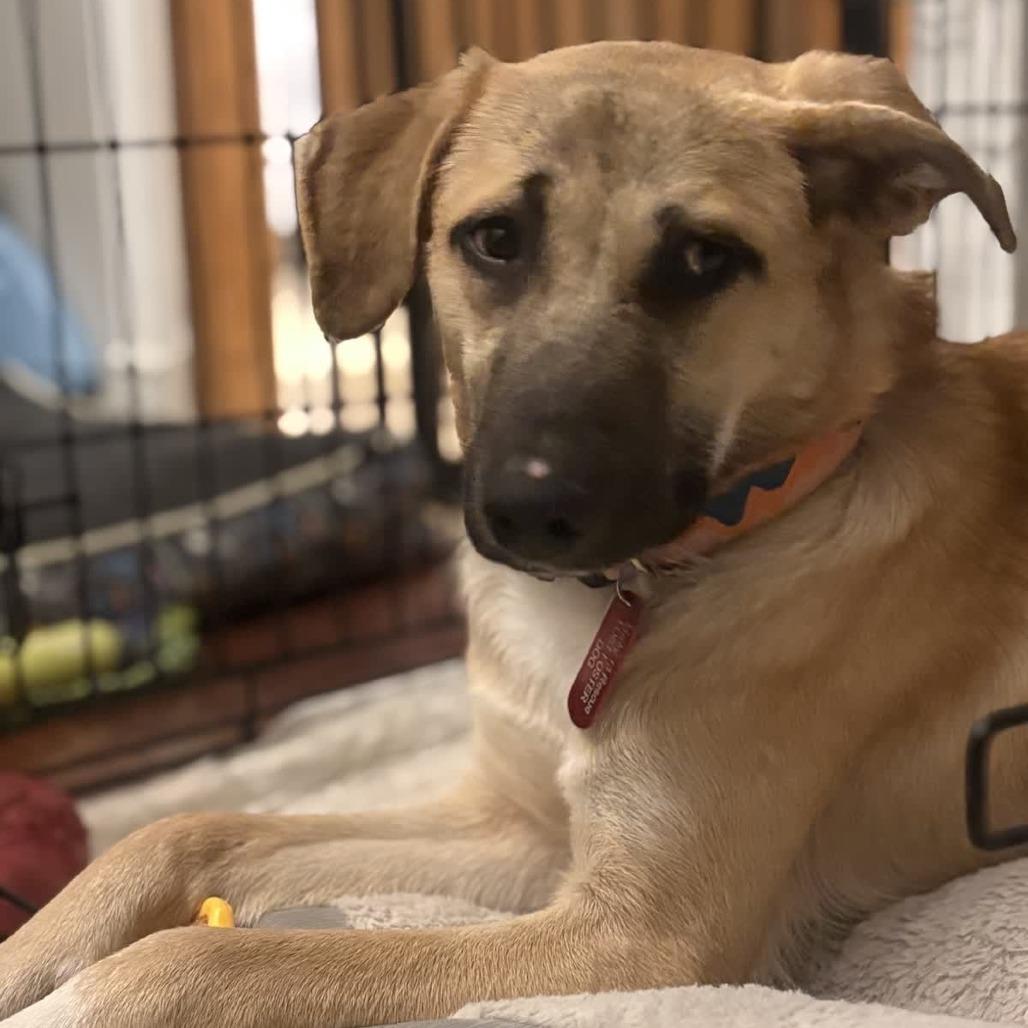 Hazelnut, Adoptable, Young Female Mixed Breed.